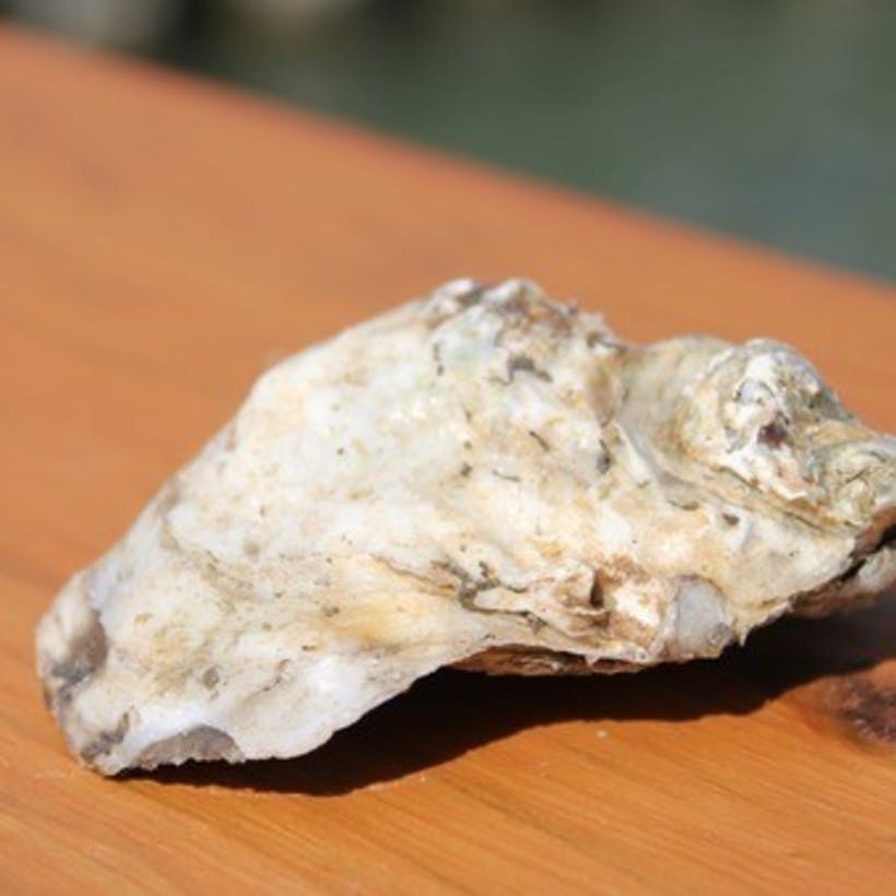 Rappahannock River Stingray Oysters - 100 count
