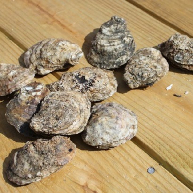 Rappahannock River Olde Salt Oysters 100 count by Rappahannock River