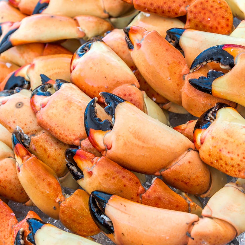 Large Stone Crab Claws