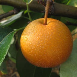 Atago Asian Pears
