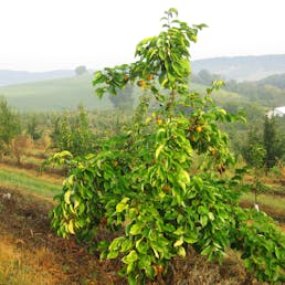 Niitaka Asian Pears