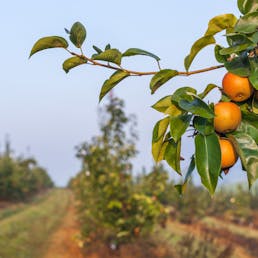 Atago Asian Pears