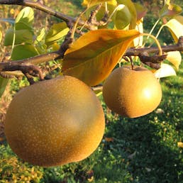 Atago Asian Pears