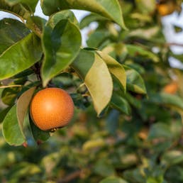 JunoSan Asian Pears