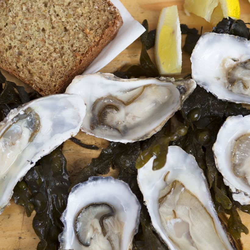 Shucked Louisiana Oysters