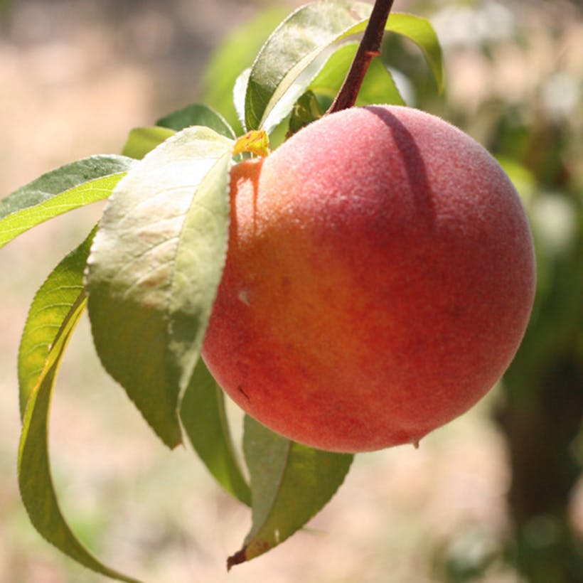 Organic Nectarines