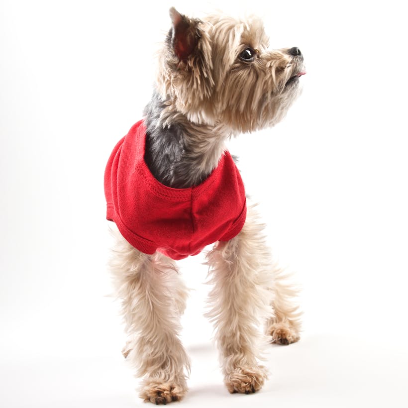 Carnegie Deli Dog T-Shirt