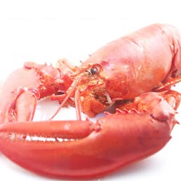 1.25 lb. Lobster