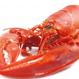 1.5 lb. Lobster