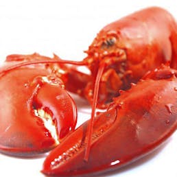 2 lb. Lobster