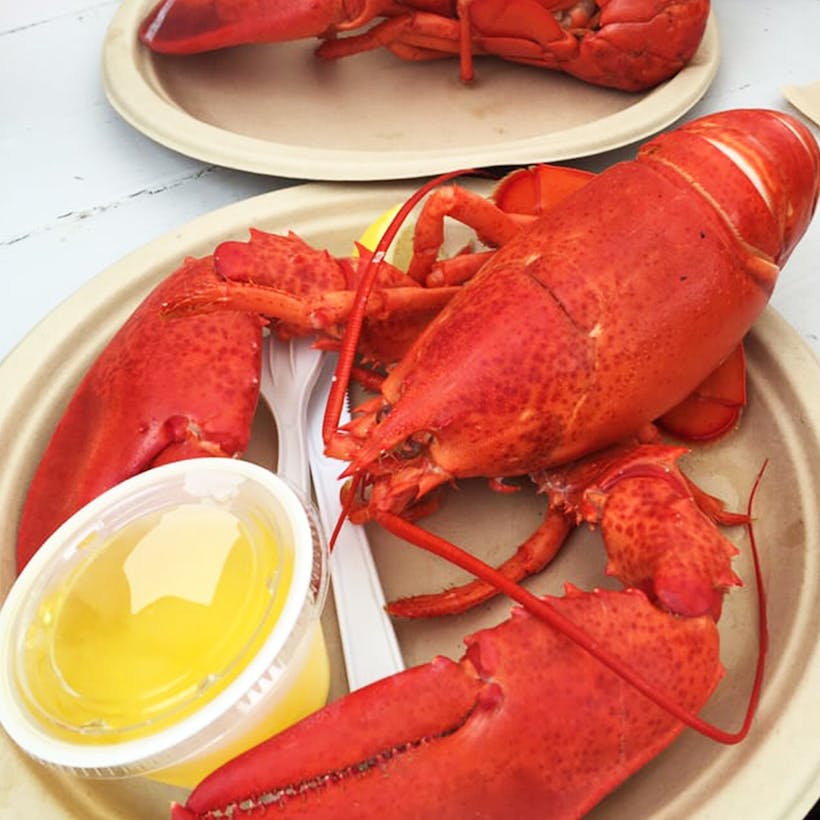 1.5 lb. Lobster