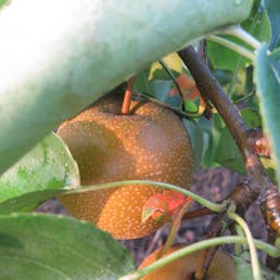 The New Pear