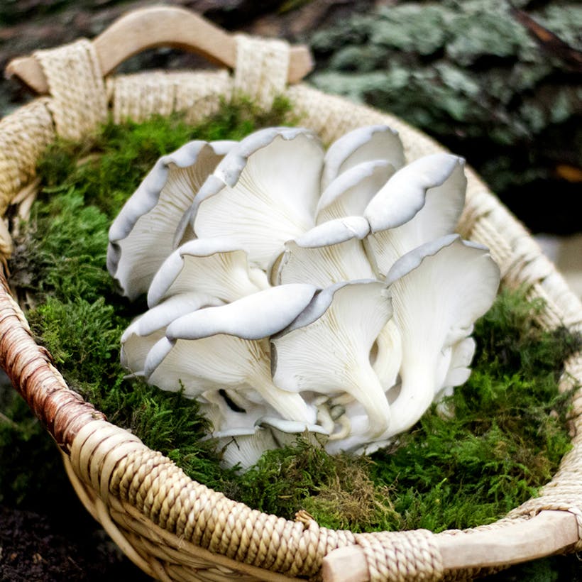 Oyster Mushrooms - 1 lb.