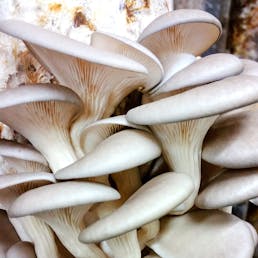 Oyster Mushrooms - 1 lb.