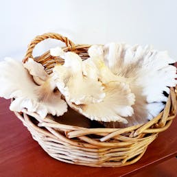 Oyster Mushrooms - 1 lb.