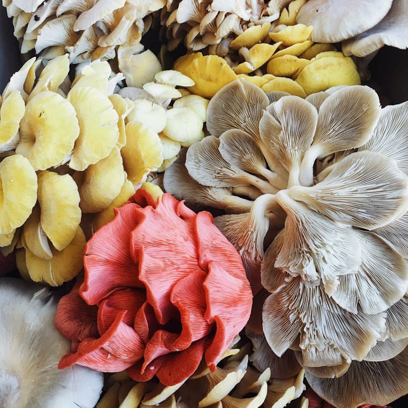 Specialty Oyster Mushrooms - 1 lb.