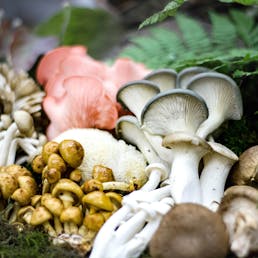 Mushroom Medley - 1 lb.