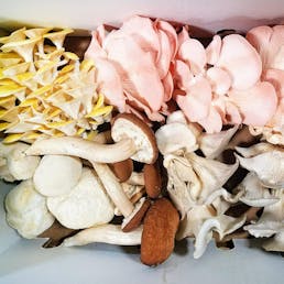 Mushroom Medley - 1 lb.