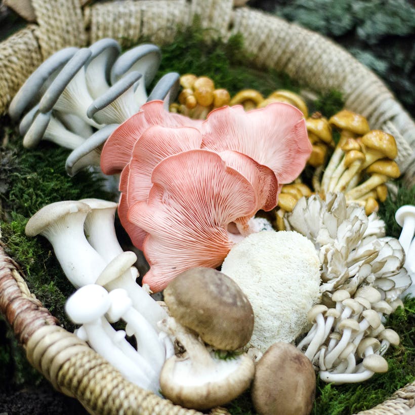 Mushroom Medley - 1 lb.