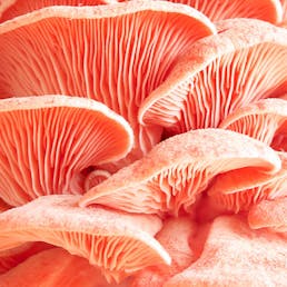 Specialty Oyster Mushrooms - 1 lb.