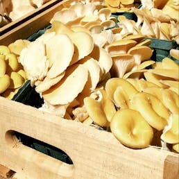 Specialty Oyster Mushrooms - 1 lb.