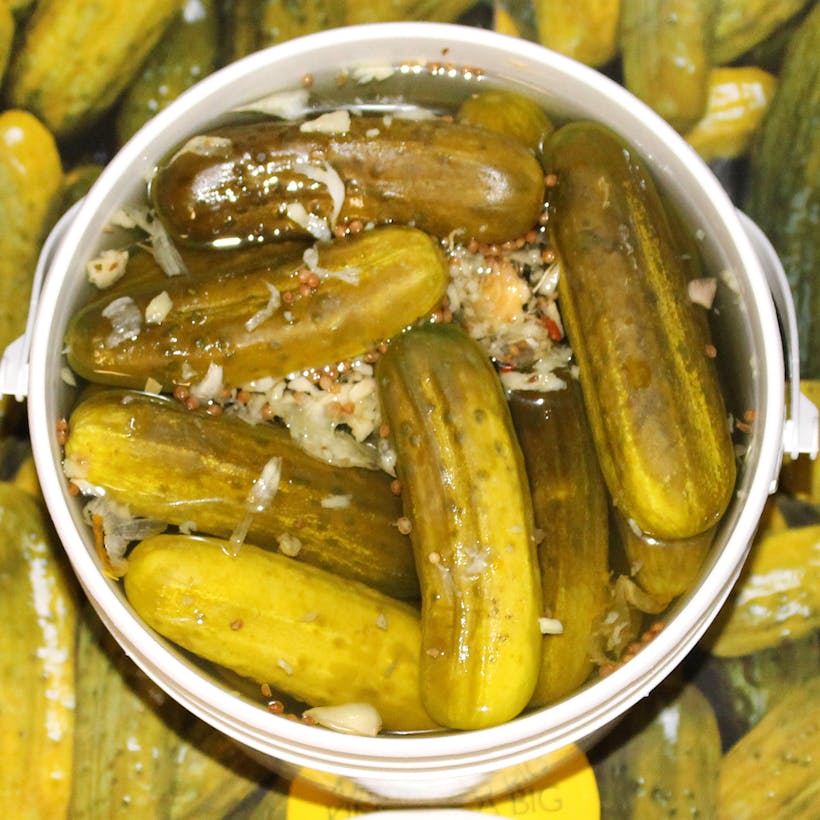NY Fresh Kosher Dill Pickles 1 gallon by Guss' Pickles Goldbelly