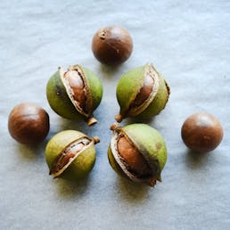 Mini Honey Caramel Macadamia Nut Tarts - 8 Pack