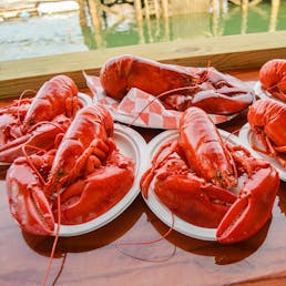 Cooked 1.5 lb Lobsters