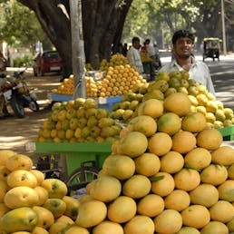 Rare Alphonso Mangoes
