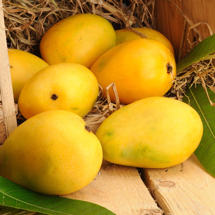 Rare Alphonso Mangoes