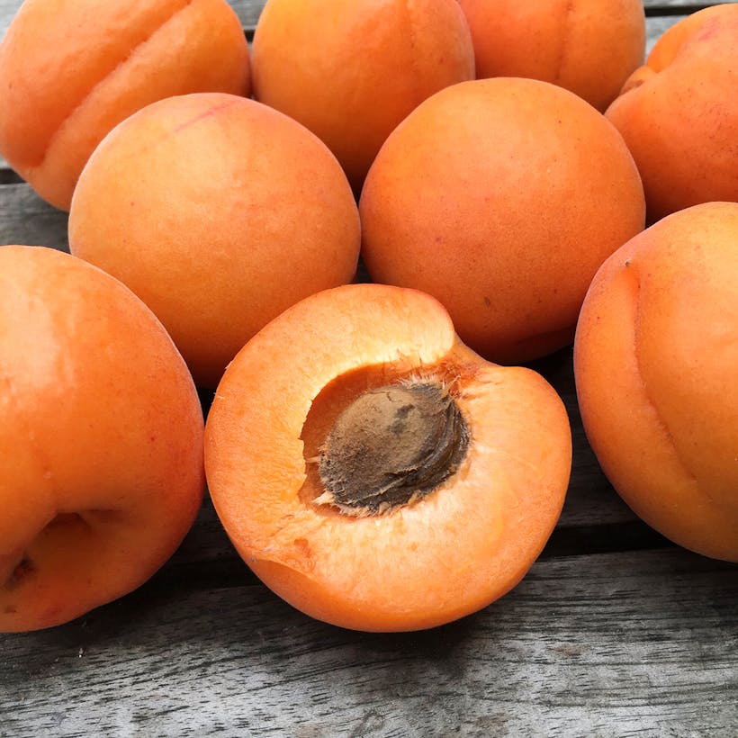 Organic Kettleman Apricots