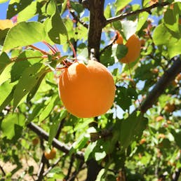 Organic Kettleman Apricots