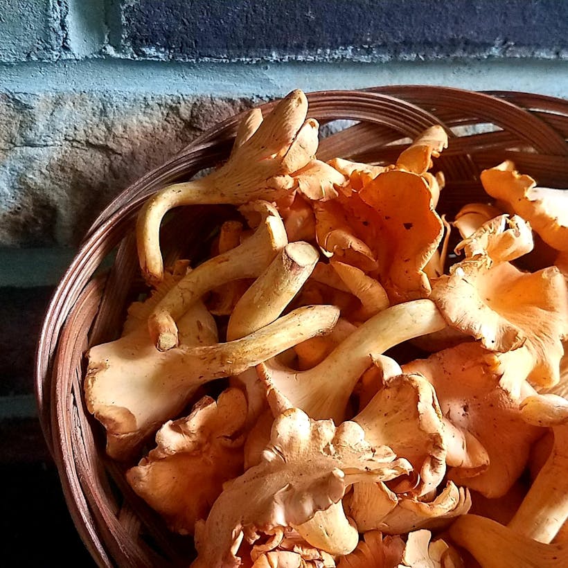 Chanterelle Mushrooms - 1/2 lb.