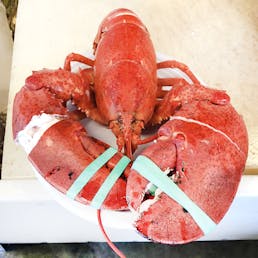 Cooked 1.5 lb Lobster - 4 Pack