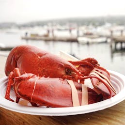 Cooked 1.5 lb Lobster - 8 Pack