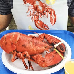Cooked 1.5 lb Lobster - 8 Pack