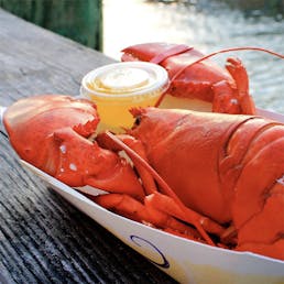 Cooked 1.5 lb Lobster - 8 Pack