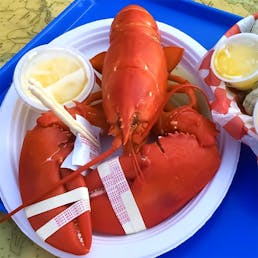 Cooked 1.5 lb Lobster - 8 Pack