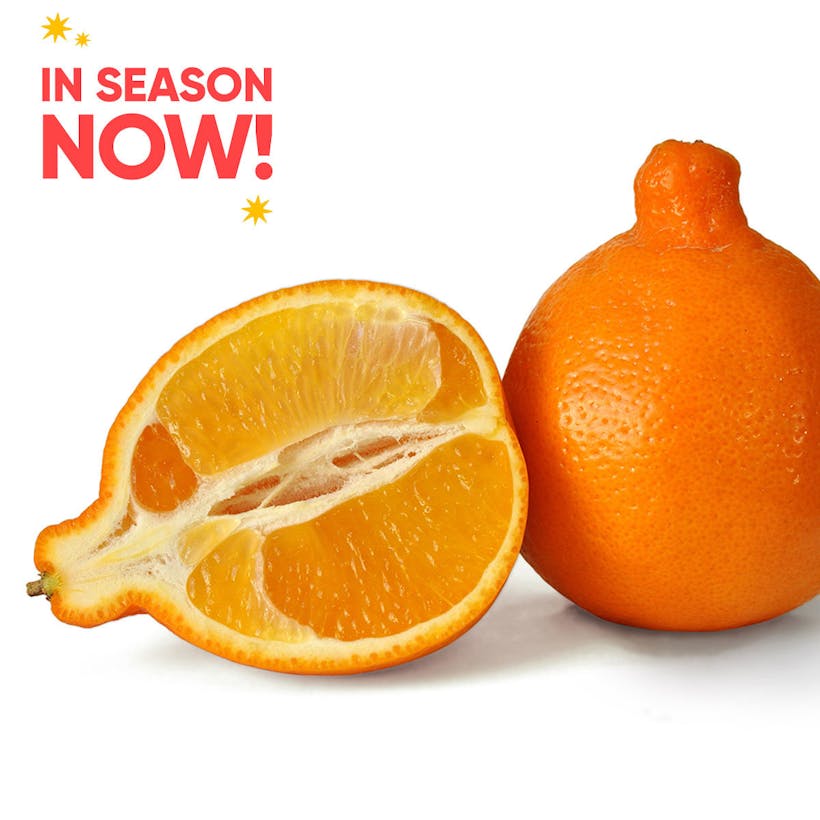 Honeybell Oranges