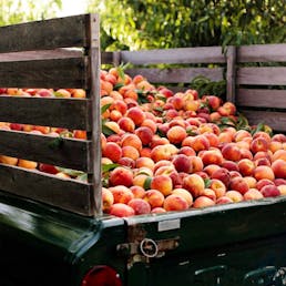 The Peach Truck Gift Box - 2 Boxes