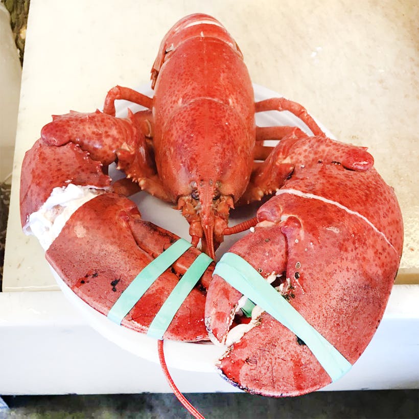 Cooked 1.5 lb Lobster - 2 Pack
