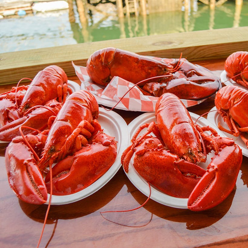 Cooked 1.5 lb Lobster - 8 Pack