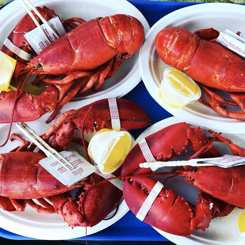 Cooked 2 lb Lobster 8 Pack by Beal's Lobster Pier Goldbelly