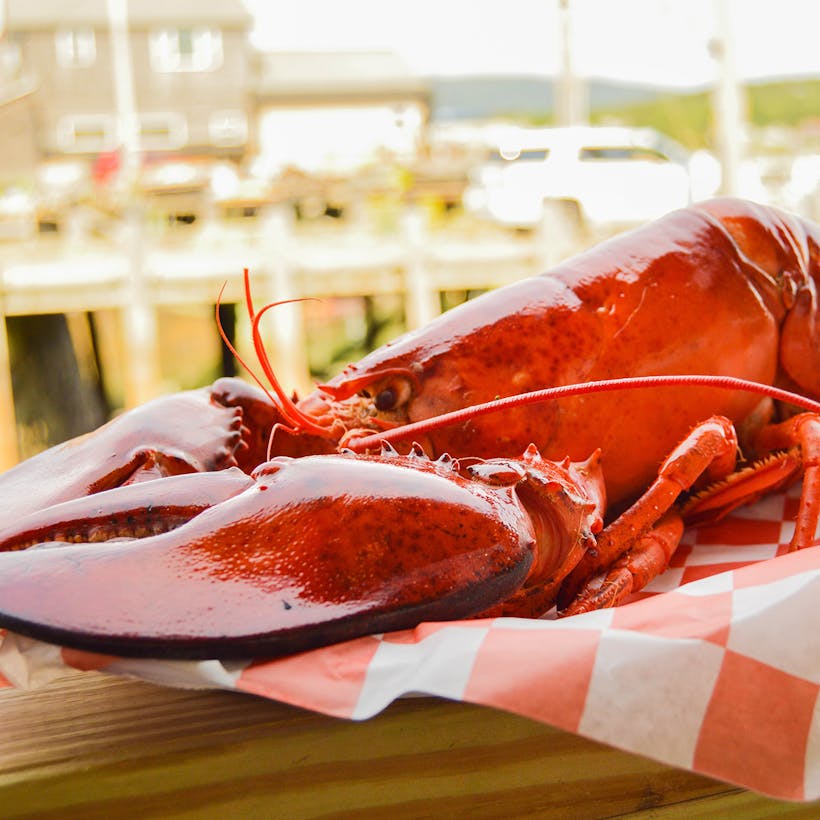 Cooked 1.5 lb Lobster - 10 Pack