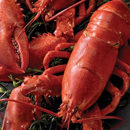 1.25 lb. Lobsters - 4 Pack