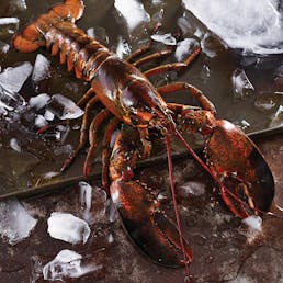 1.25 lb. Lobsters - 4 Pack
