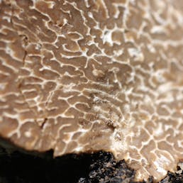 Fresh Summer Truffles - Tuber Aestivum Vittadini