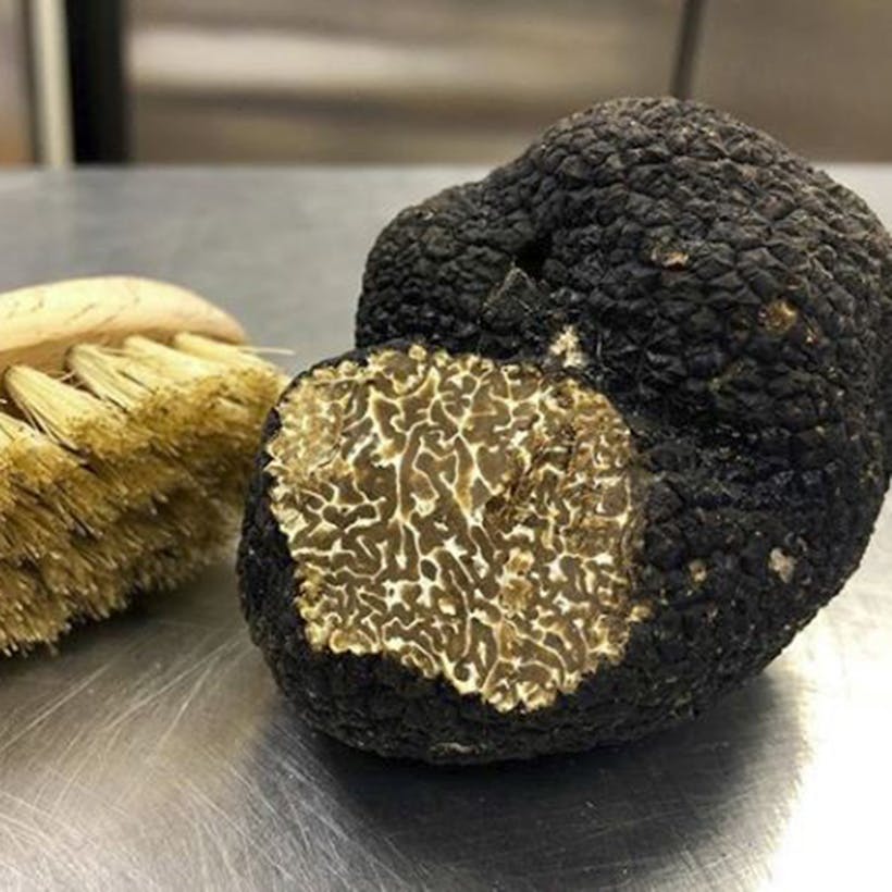 Fresh Burgundy Truffles - Tuber Uncinatum Chatin