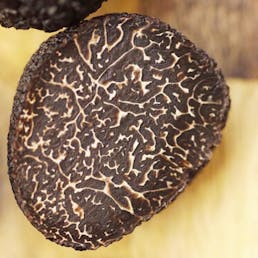 Fresh Australian Black Winter Truffles