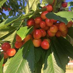 Light Sweet Michigan "Napoleon" Cherries - 6 lbs